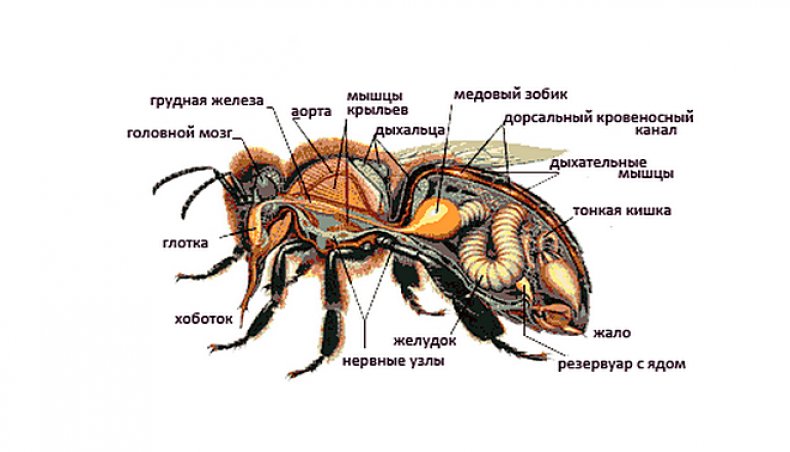 Медоносная пчела