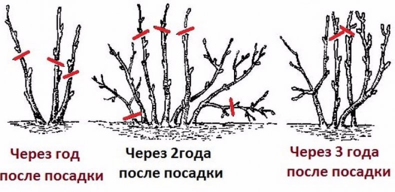 схема обрезки