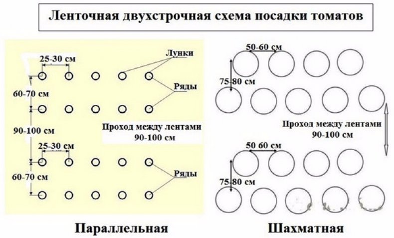 Схема высадки томатов