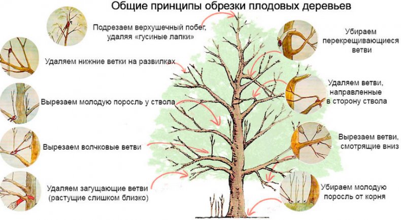 Обрезка