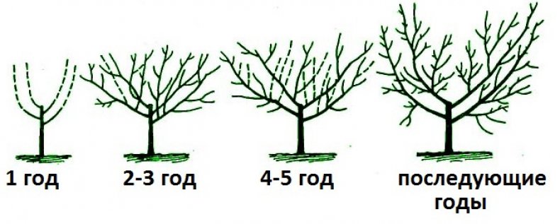 Обрезка