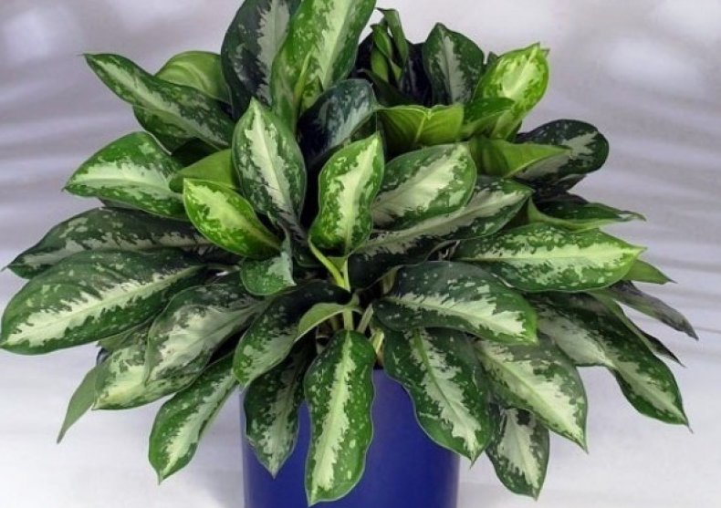 Aglaonema roebelenii