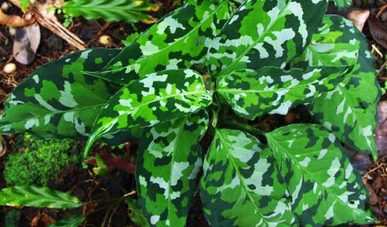 Aglaonema pictum