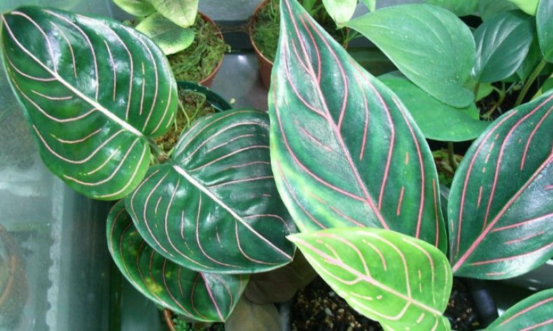 Aglaonema rotundum