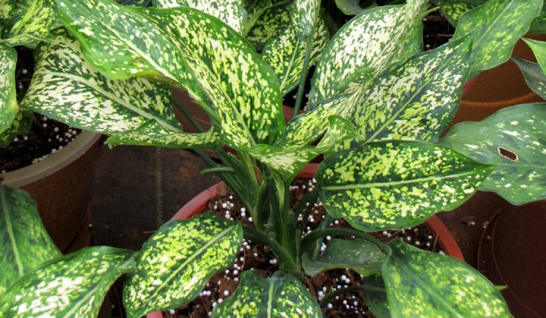 Aglaonema costatum