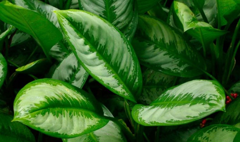 Aglaonema nitidum