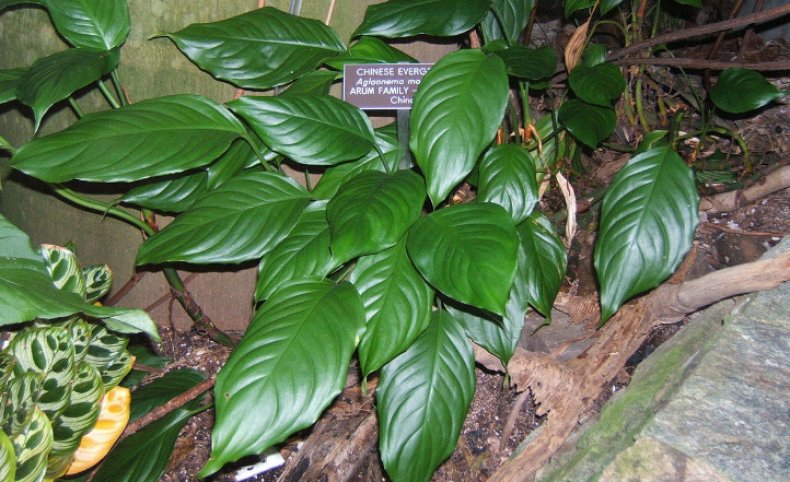 Aglaonema modestum