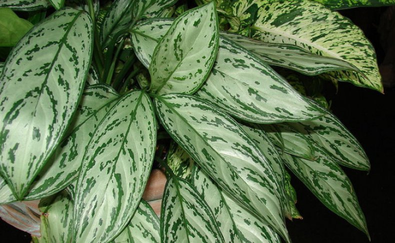 Aglaonema commutatum