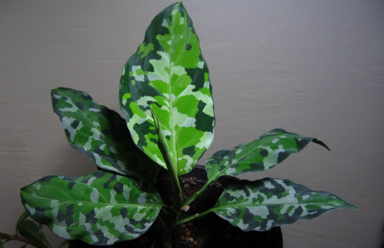 Aglaonema pictum