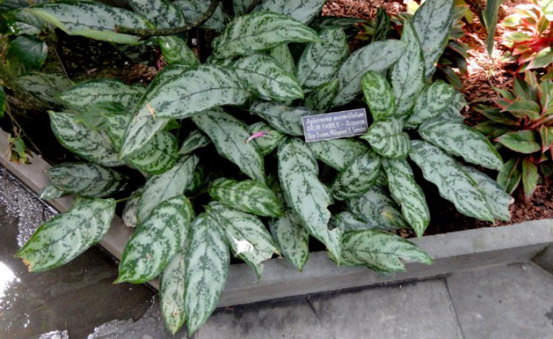 Aglaonema marantifolium