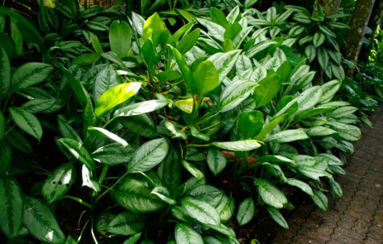 Aglaonema nitidum