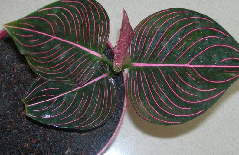 Aglaonema rotundum