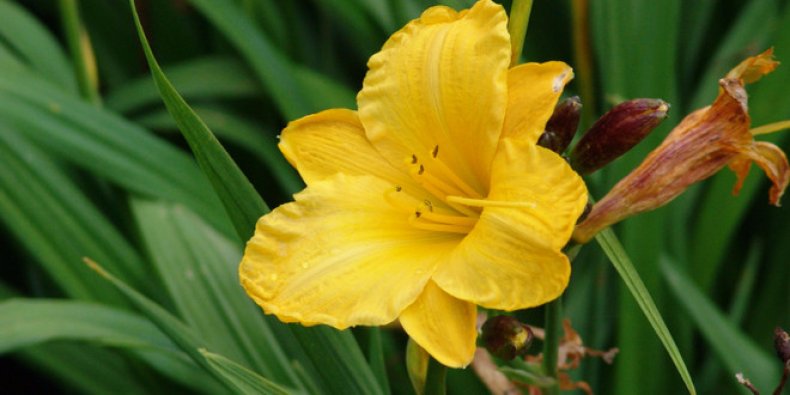 Hemerocallis thunbergii