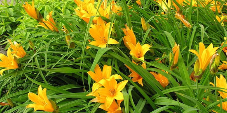 Hemerocallis middendorffii