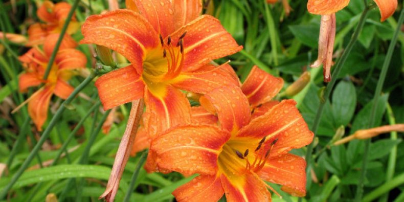 Hemerocallis Fulva