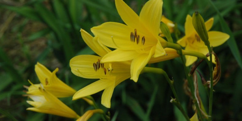 Hemerocallis lilioasphodelus.