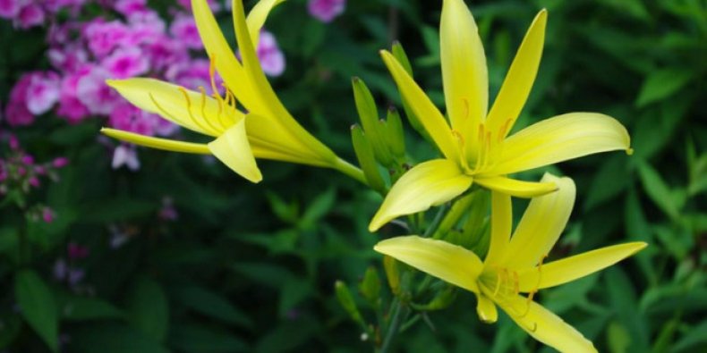 Hemerocallis citrina.