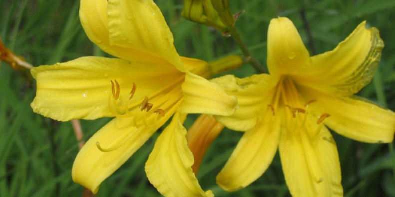 Hemerocallis minor