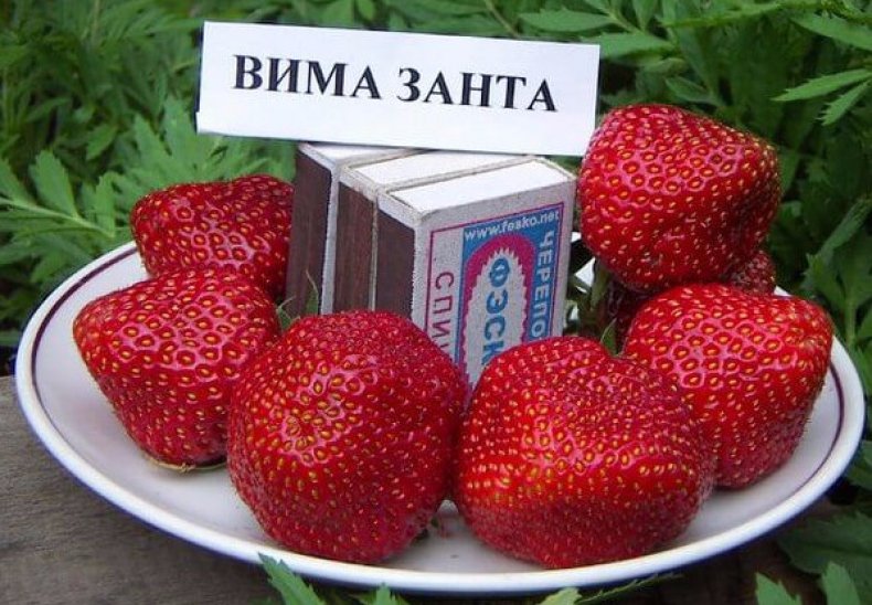 Вима Занта