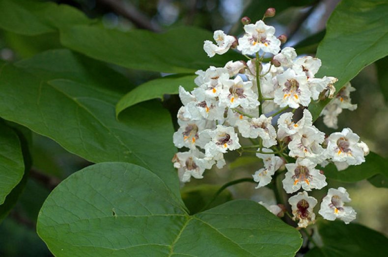 Цветки Catalpa bignonioides