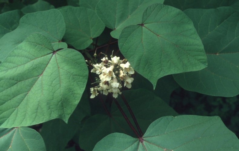 Catalpa ovata