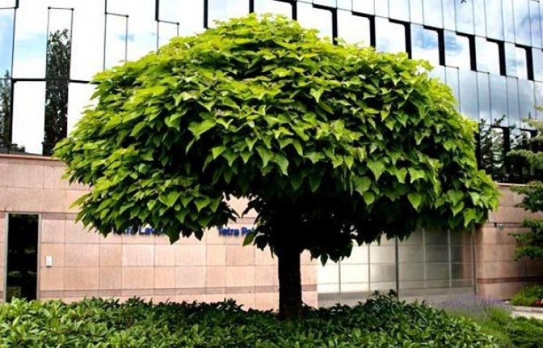 Catalpa bignonioides Nana