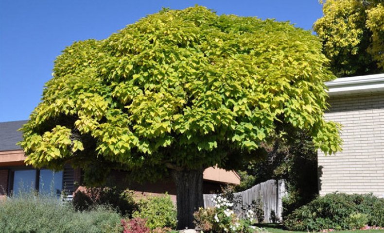 Catalpa bungei