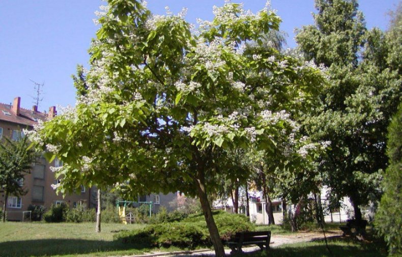 Catalpa bignonioides