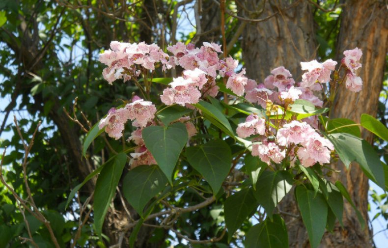 Catalpa fargesii