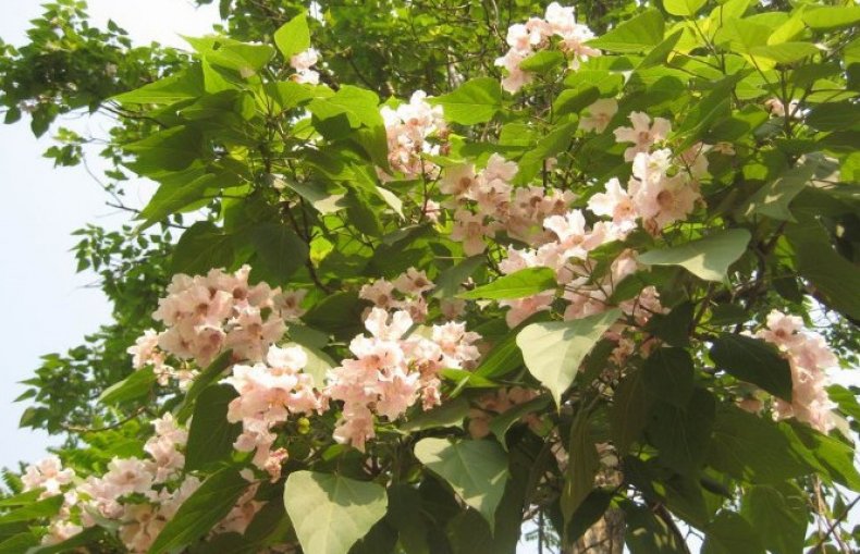 Catalpa bungei