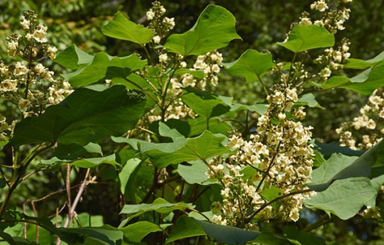 Catalpa ovata