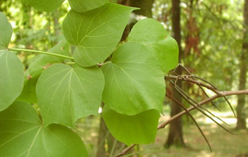 Catalpa x hybrida Spath