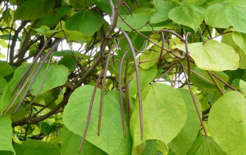 Catalpa fargesii