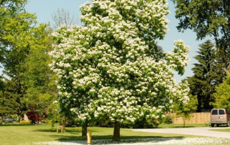 Catalpa speciosa