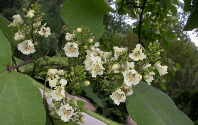 Catalpa ovata