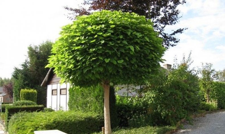 Catalpa bignonioides Nana