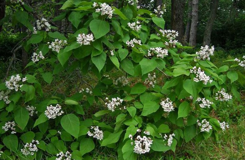 Catalpa x hybrida