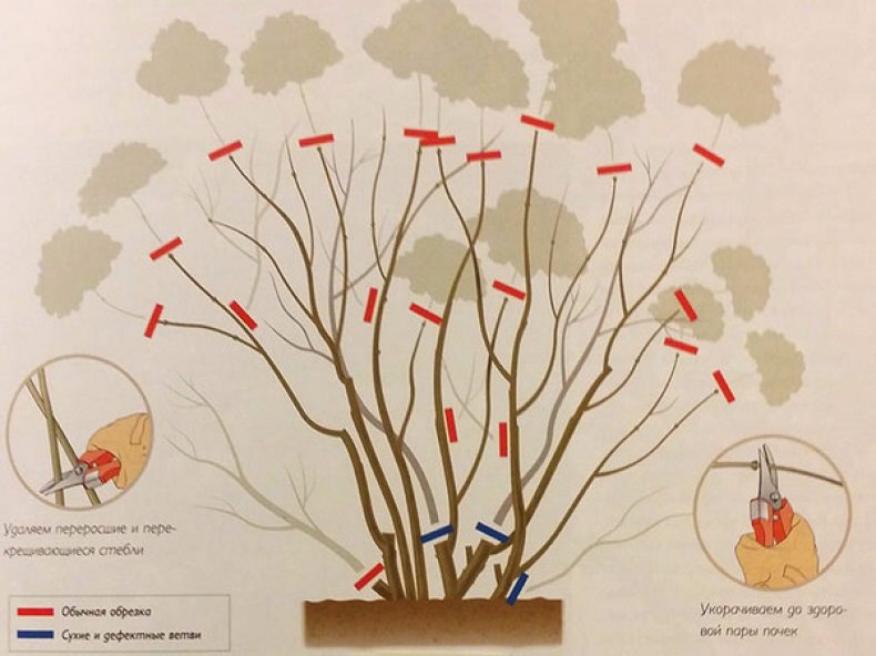 Обрезка гортензии