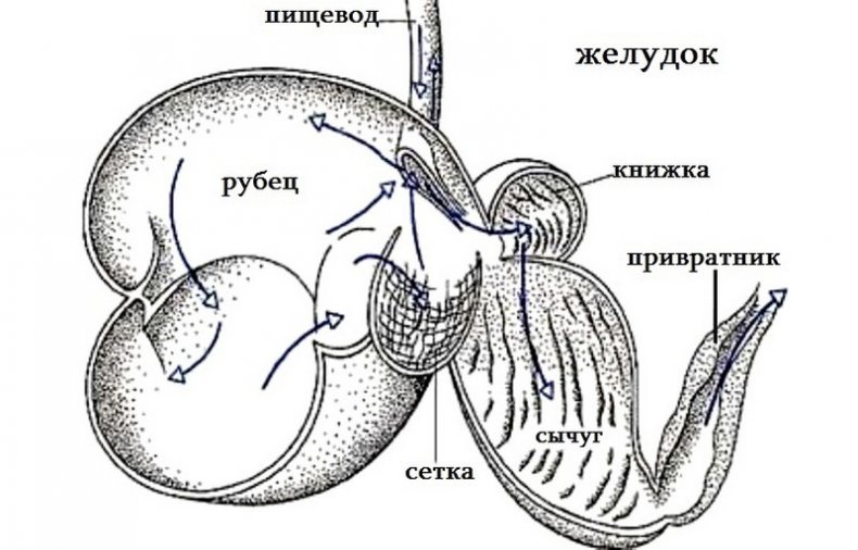 Желудок коров