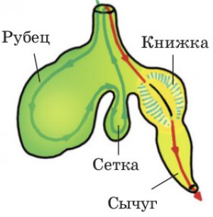 Желудок коровы