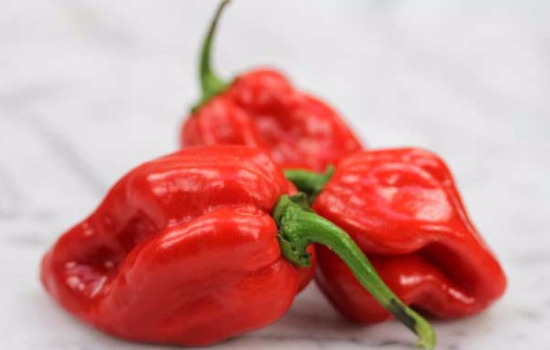 Habanero Red Caribian