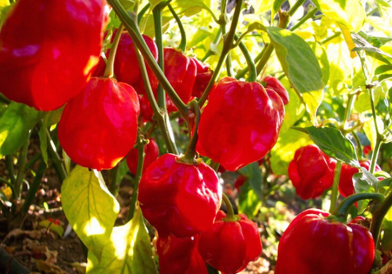 Habanero Red Savina