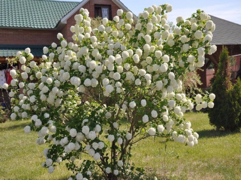 Калина бульденеж