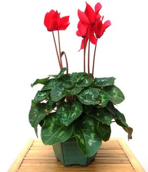 Cyclamen persicum