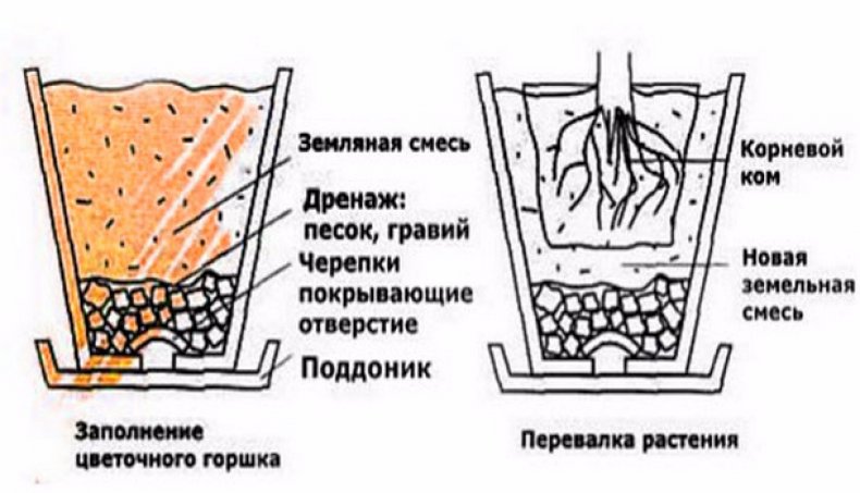 Схема пересадки педилантуса