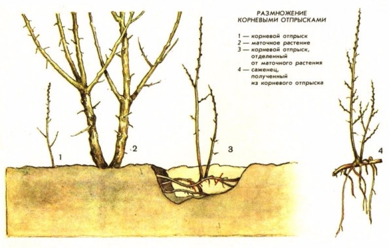 Размножение корневыми отпрысками