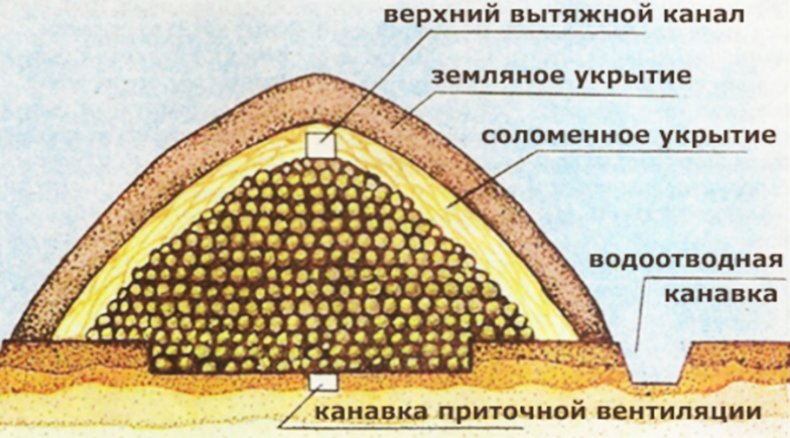 Хранения картофеля