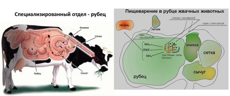 Желудок коровы