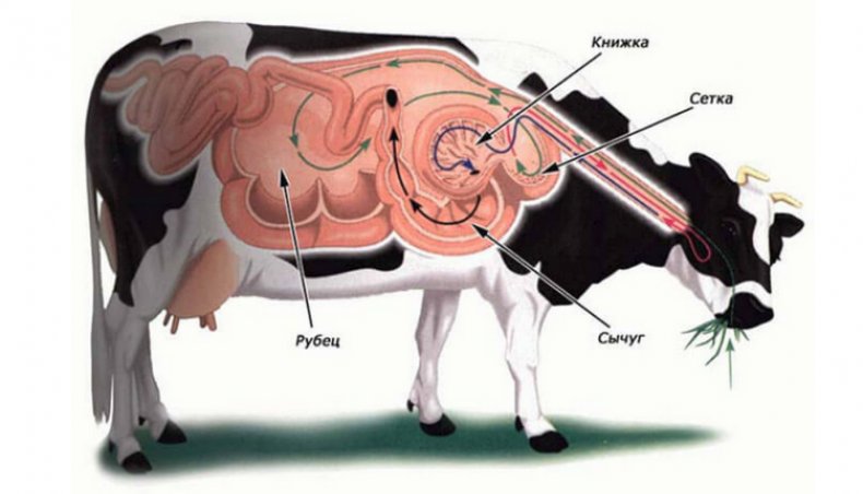 Желудок коровы