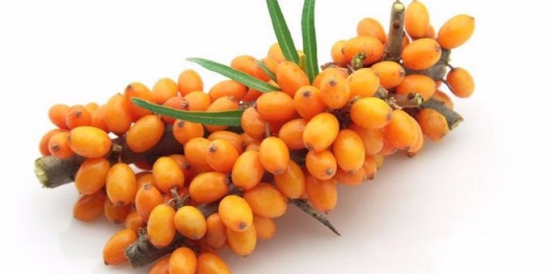 Seabuckthorn herringbone